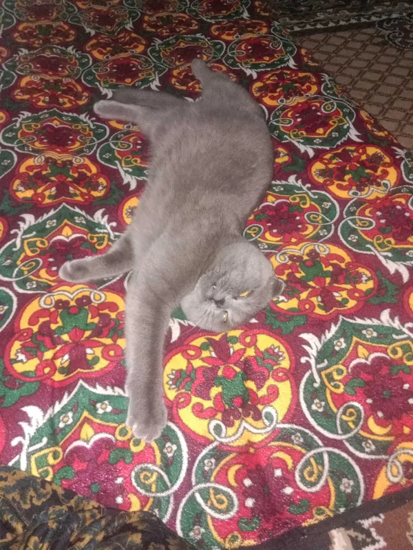 Шотландский скотиш фолд 3 Шотландский скотиш фолд 3