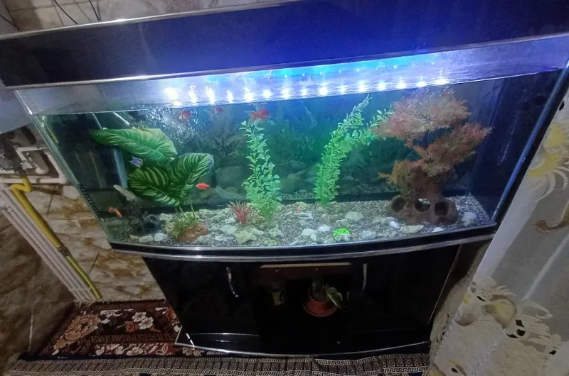 250litrli akvarium sotiladi pastavkasi bilan icida 13 ta baligi bilan 2 250litrli akvarium sotiladi pastavkasi bilan icida 13 ta baligi bilan 2