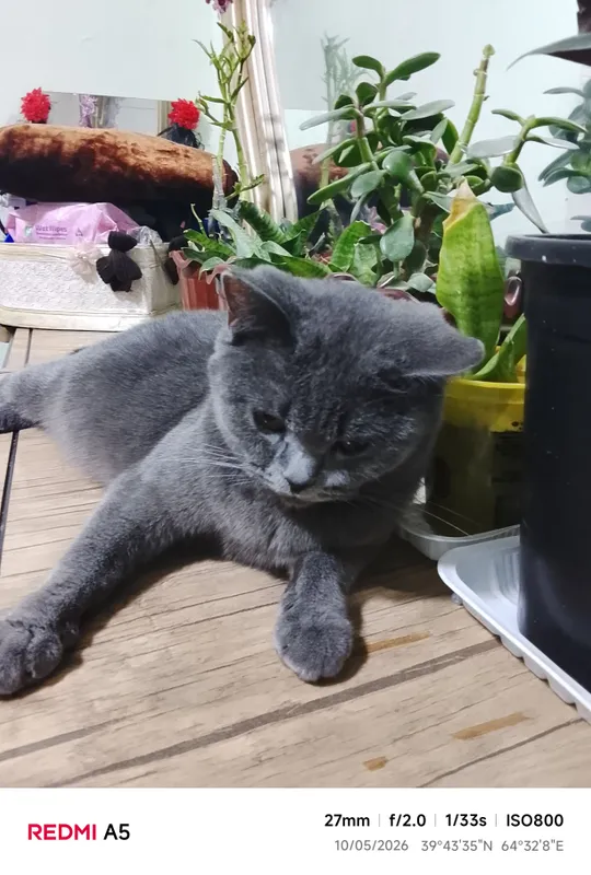 Продаётся британская короткошёрстная кошка. Цена договорная 3 Продаётся британская короткошёрстная кошка. Цена договорная 3