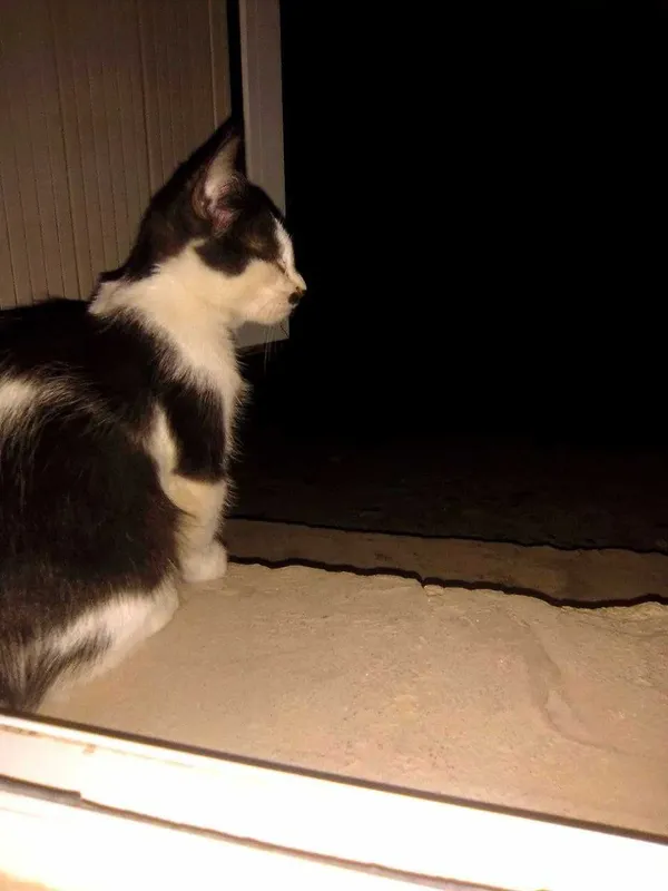 Отдается даром котенок 4 Отдается даром котенок 4