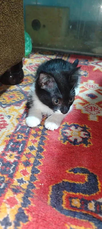 Продаётся котёнок девочка 2