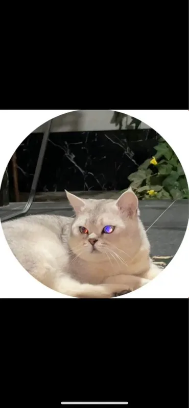 Продается кот, Серибристая Шиншилла — фото 5
