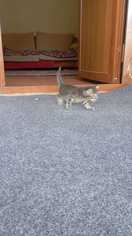 Котята в хорошие руки 3 Котята в хорошие руки 3