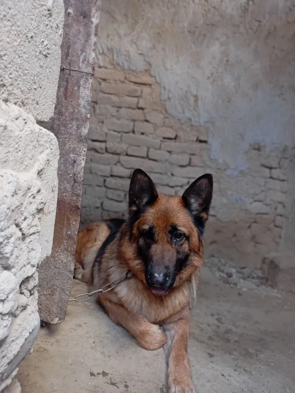 Nemis ovcharkasi (German Shepherd]