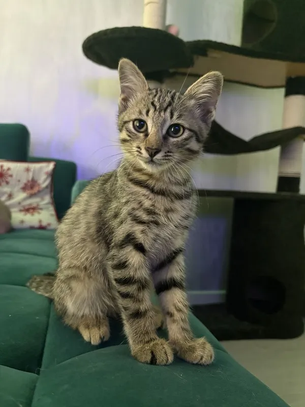 Отдаю котят в добрые руки 1 Отдаю котят в добрые руки 1