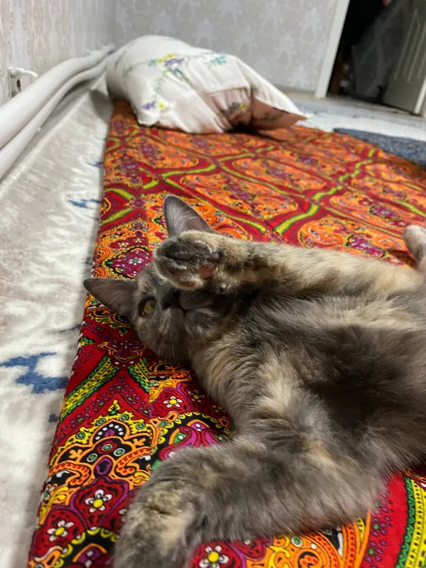 котенок 2 месячный игривый,умный 3 котенок 2 месячный игривый,умный 3