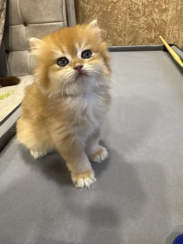 Продаются котята скотиш фолд — фото 1