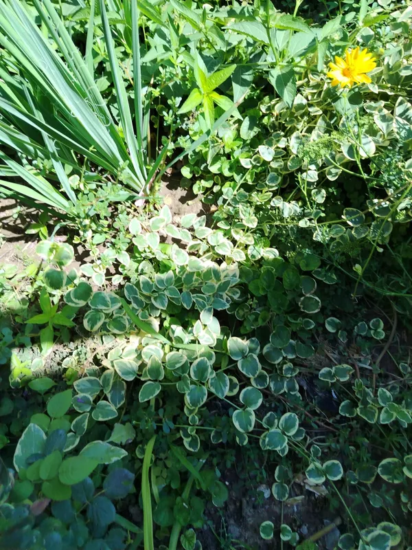 Саженцы барвинка большого Variegata 2 Саженцы барвинка большого Variegata 2