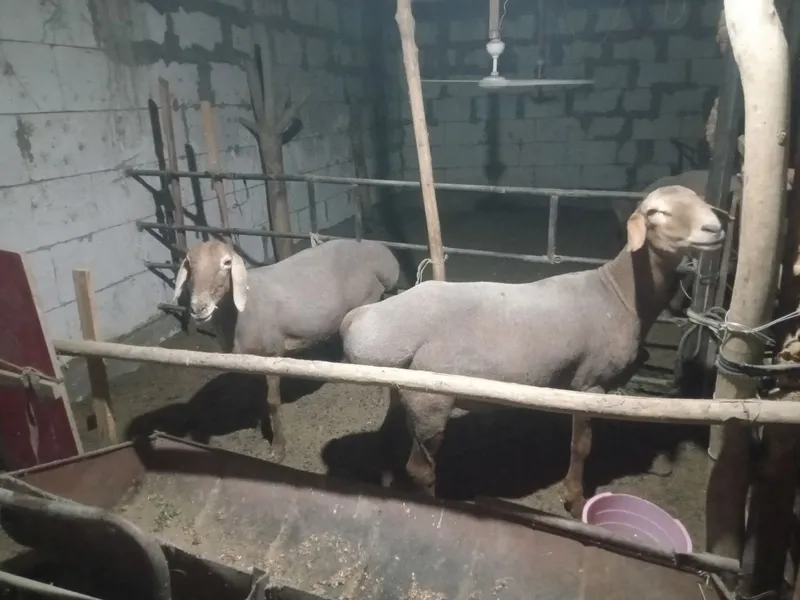 Arashan qo'chqor qo'ylar sotiladi 1