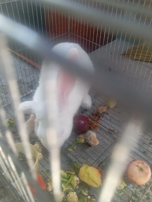 Quyon srochna sotiladi 3 Quyon srochna sotiladi 3