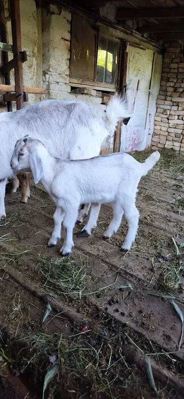 Продаются козлята