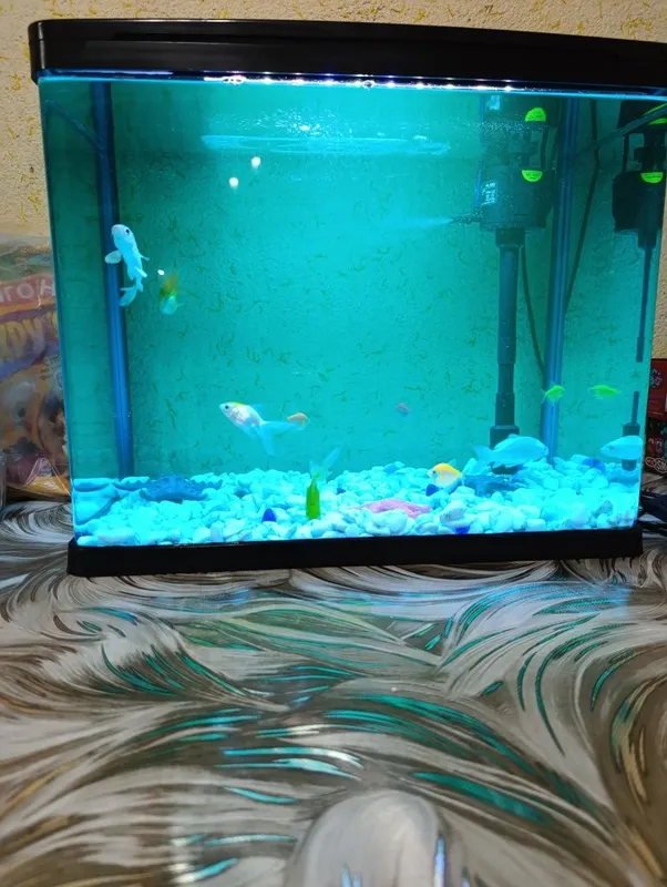Baliqlar zavodskoy akvarium bilan sotiladi — фото 1