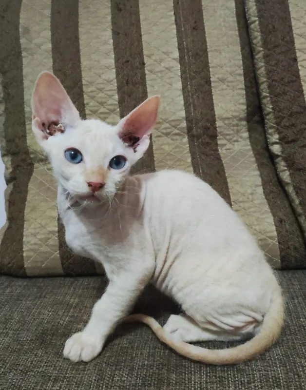 Кошка сфинкс браш