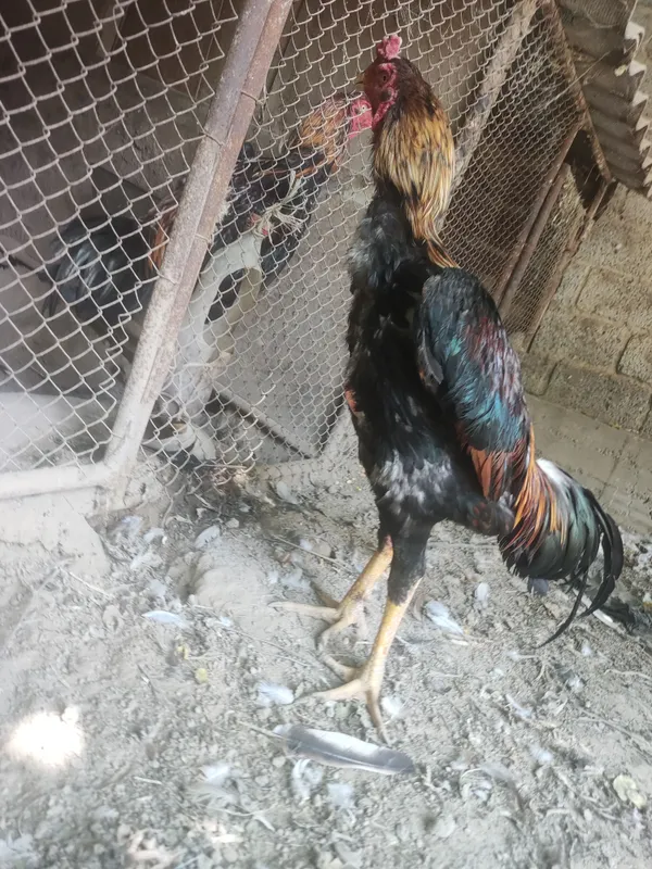 dakan horoz sotiladi toza qonli horoz 4 kg 10 oyli — фото 3