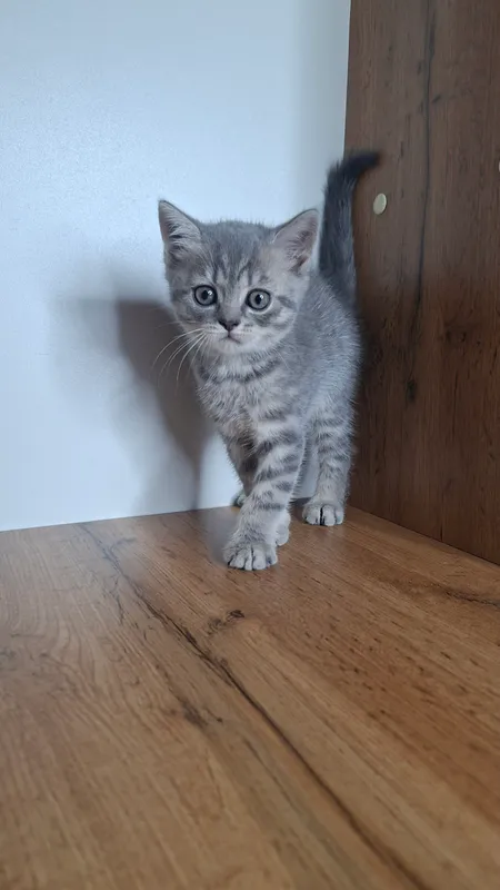 Котята 2 Котята 2