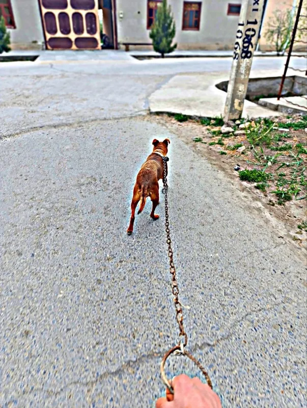 pitbull 3 yosh urgochi tug‘magan real oladiganlar bezovta qilsin — фото 1