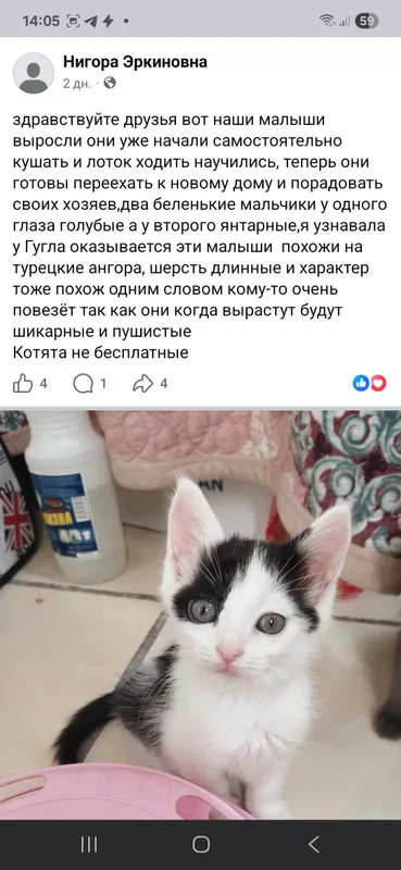пристраивается котенок