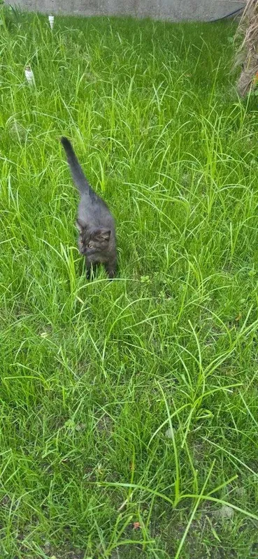 Кошка Scottish Straight — фото 2