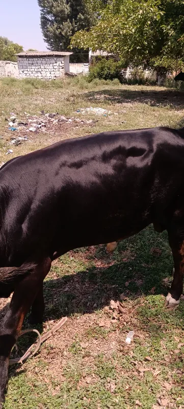 super pora buqaaaa 4 super pora buqaaaa 4