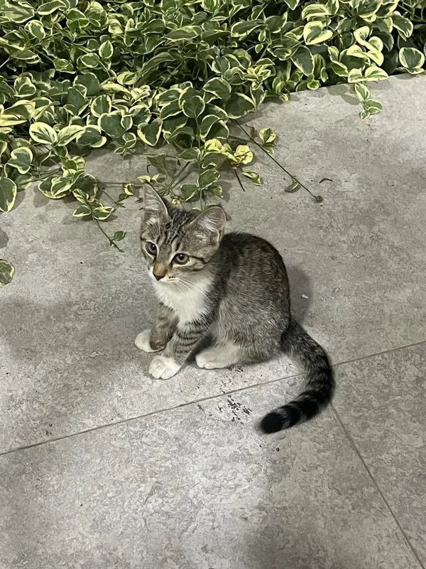 Двоих котят отдам в хорошие руки 4