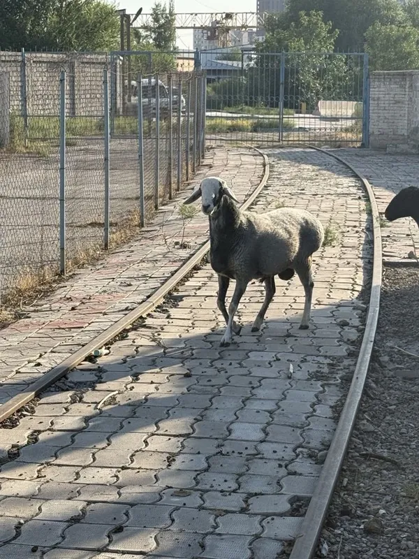 Qo’y баран. Urg’ochi bilan erkegi 4 Qo’y баран. Urg’ochi bilan erkegi 4