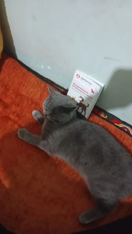 Мушук сотилади . Зоти Скоттиш Страйт. 1 Мушук сотилади . Зоти Скоттиш Страйт. 1