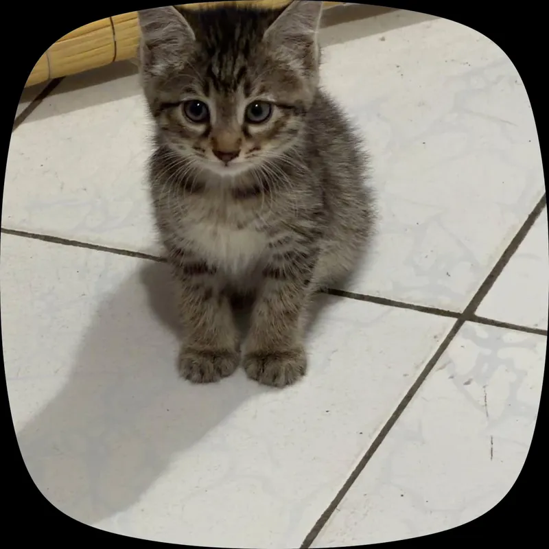 Продаются котята 2 Продаются котята 2