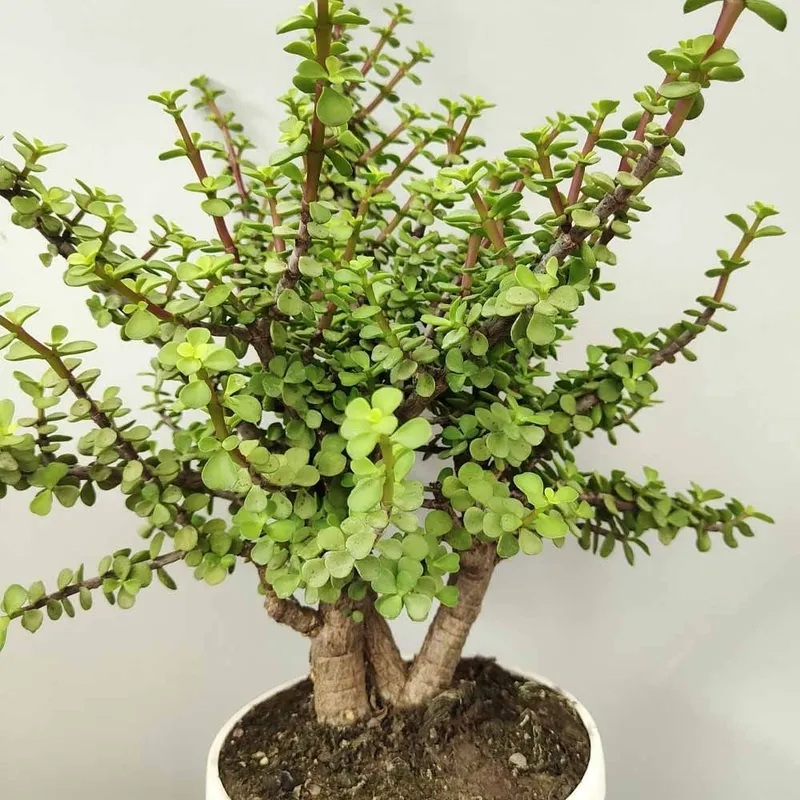 Портулакария афра (Portulacaria afra) — 25 см