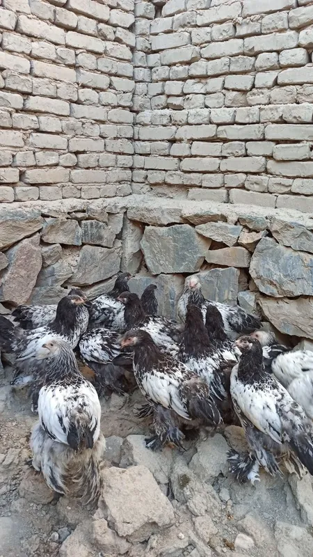 Брама жужалар сотилади 4