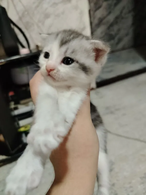 котята — фото 1