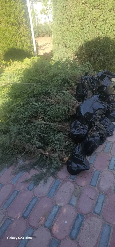 Арча кучат маржавеник 50000 сумдан