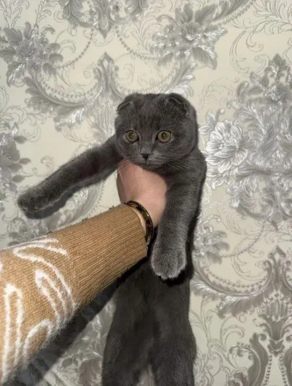 Мушук сотилади срочно! 1