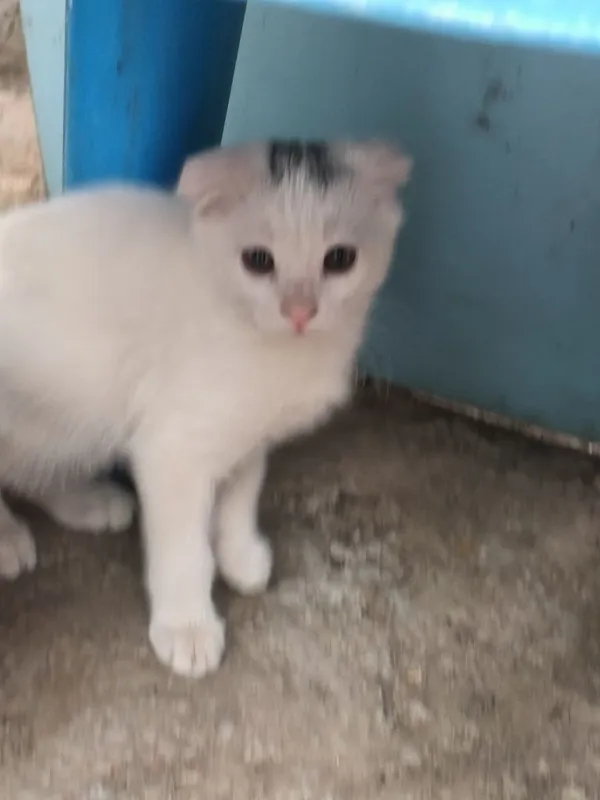 Котята очень хорошие добрые игривые