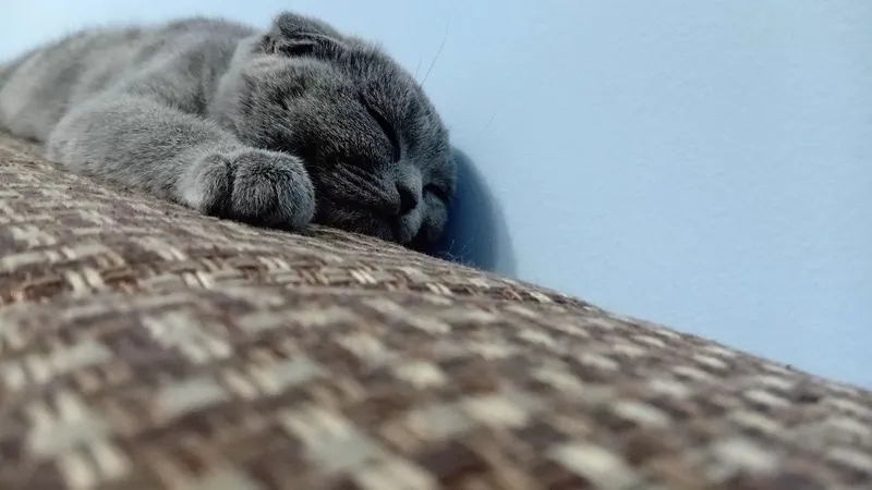 4 месячных Кошка