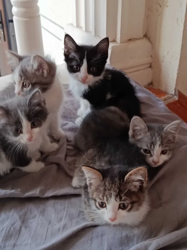 Котята в добрые руки