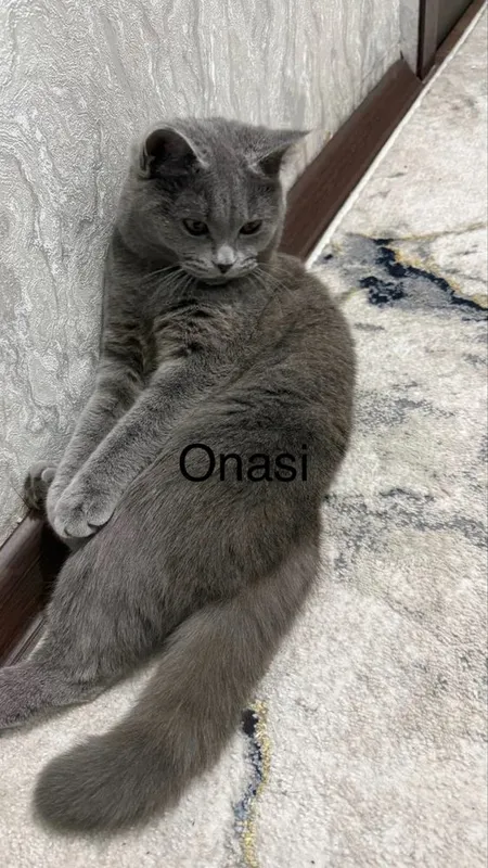 Mushukcha 1 yarim oyli 4 Mushukcha 1 yarim oyli 4
