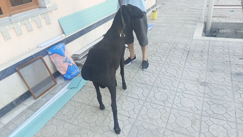 Qõchqor barra erkak qõy