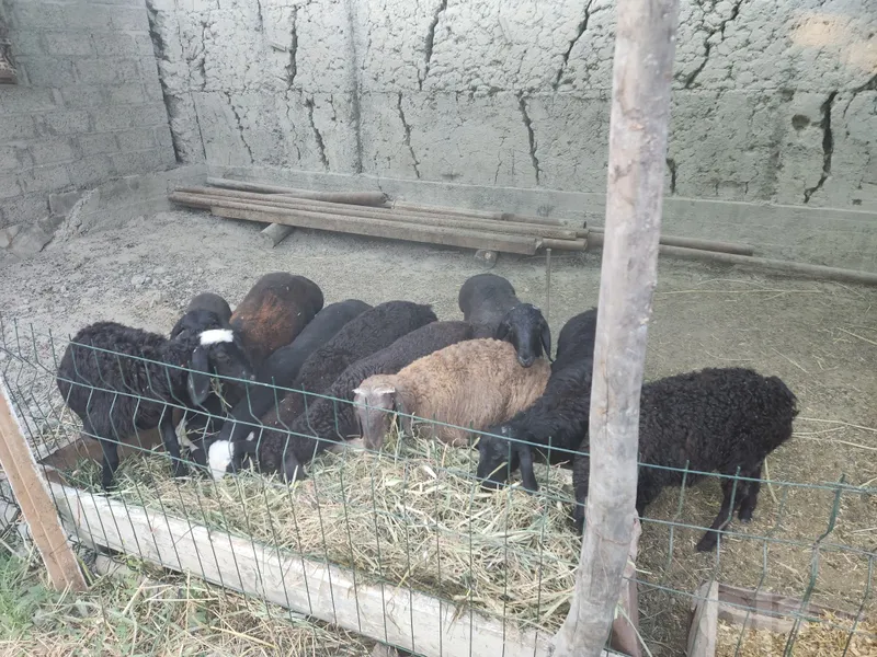 4 5 oylik barra qoylar sotiladi 5 4 5 oylik barra qoylar sotiladi 5