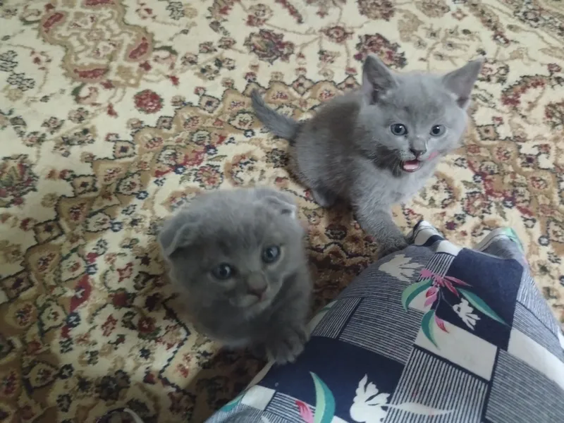 Продаётся кошка, шотландский вислоухий — фото 2