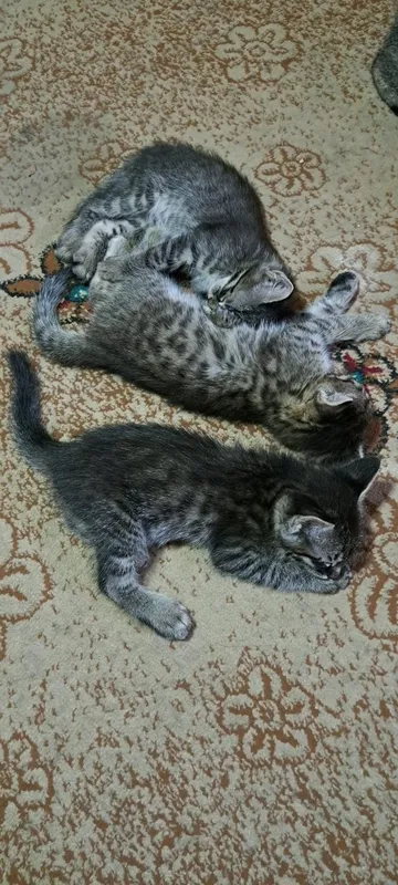 Mushuk bolalari hadyaga beriladi 2