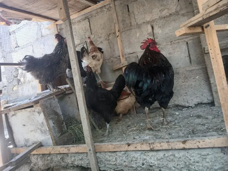 Honaki tovug'lar indautkalar jo'jalari kurka ham bor 7 Honaki tovug'lar indautkalar jo'jalari kurka ham bor 7