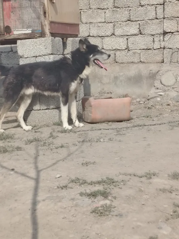 Xaski 3