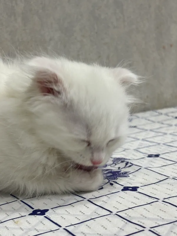Вислоухий котеночек — фото 3