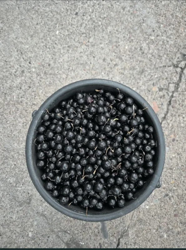 Смородина черная свежая