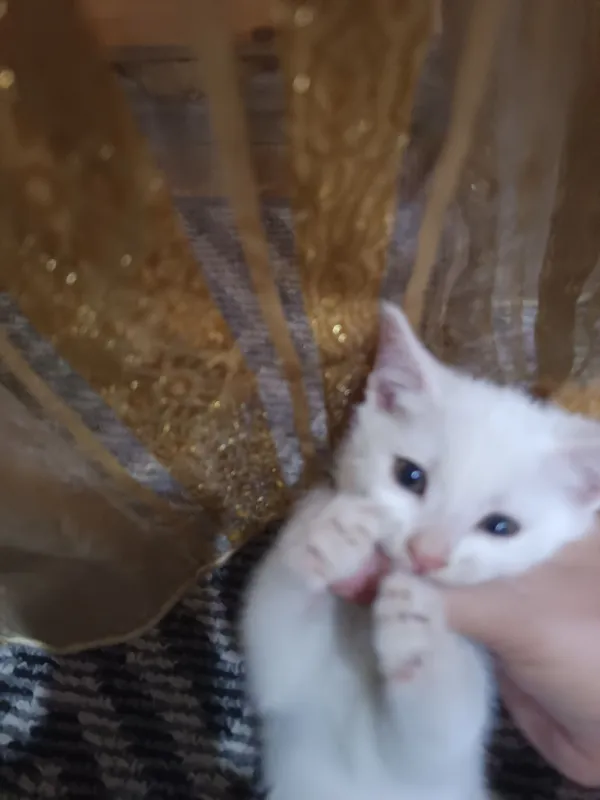 отдам бесплатно котята — фото 4