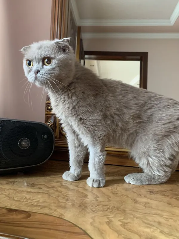 Scottish fold qiz bola chinchilla