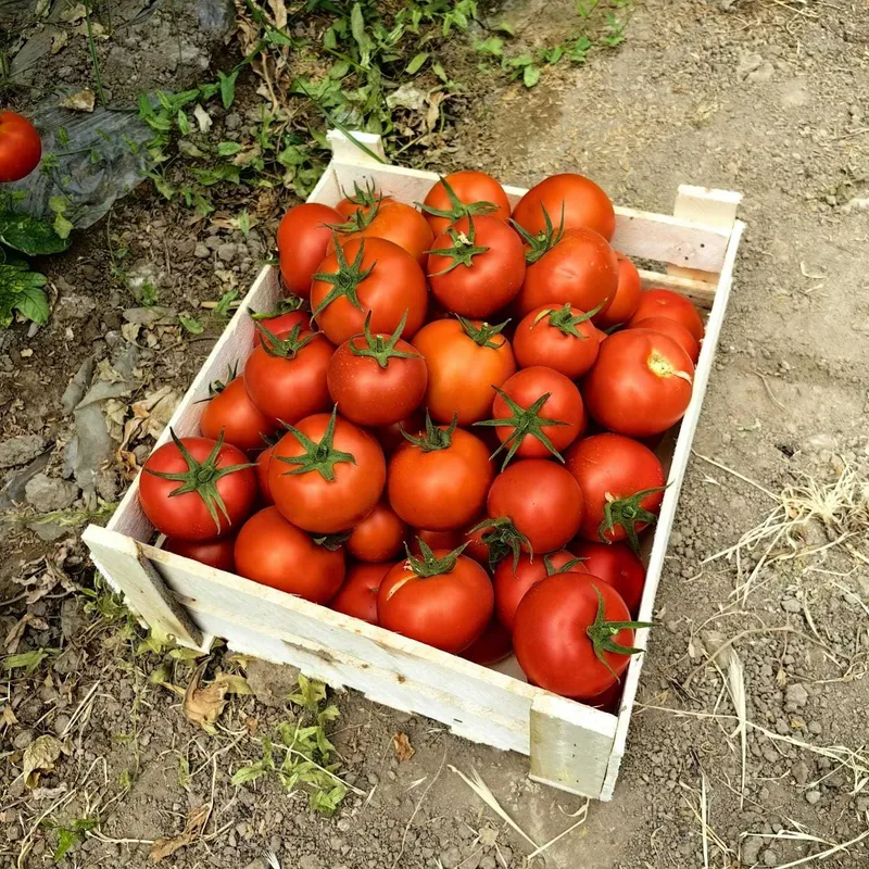 Помидоры вкусные и красивые — фото 1