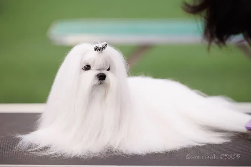 Мальтезе mini | baby face — фото 2