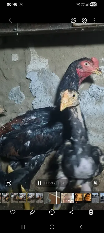дакан куланги хорозлар карейски шамо чочалары 2 дакан куланги хорозлар карейски шамо чочалары 2