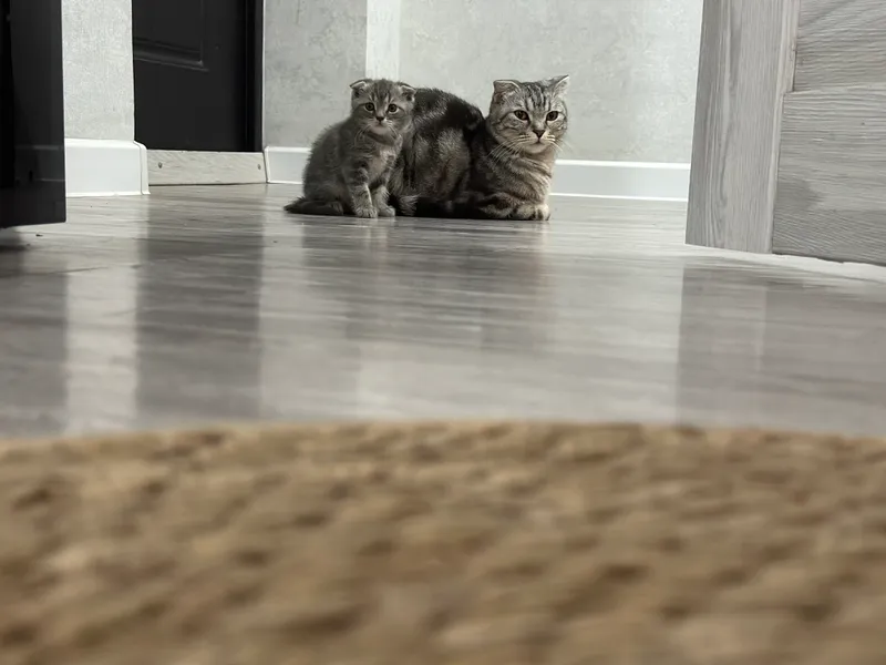 Кошка